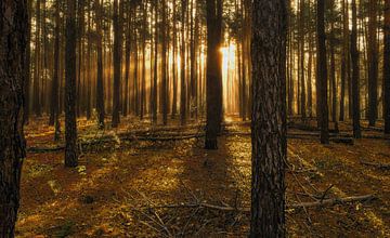 zonnige ochtend in het bos van Mykhailo Sherman