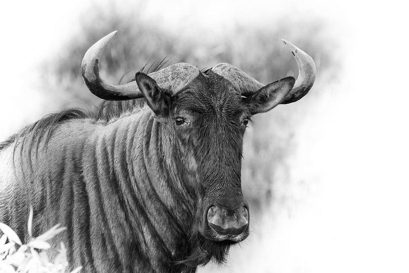 Porträt oder ein Gnu. von Gunter Nuyts