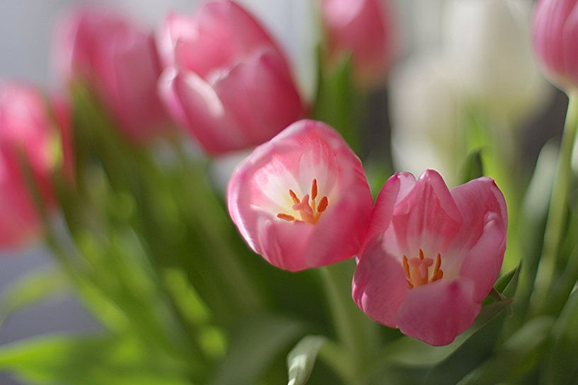 Tulpen van Marianna Pobedimova