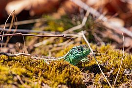 Sand lizard in nature reserve 't Leesten on the Veluwe by Merijn Loch