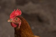 Kip, 'ik heb je' ogen in beeld van Jolanda de Jong-Jansen thumbnail