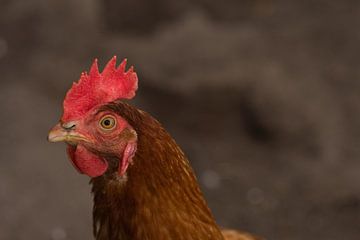 Chicken, 'I've got your' eyes in view by Jolanda de Jong-Jansen