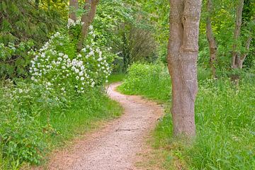 Fußweg durch einen frischgrünen Frühlingswald