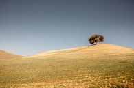 Arbre solitaire sur un plateau en Espagne sur fond de ciel bleu-gris par Wout Kok Aperçu