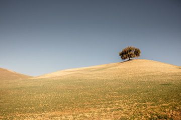 Eenzame boom op een hoogvlakte in Spanje tegen een blauw grijze lucht van Wout Kok
