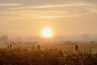 Nebliger Sonnenaufgang zwischen Kühen