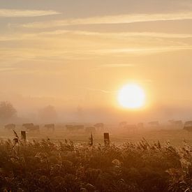 Mistige zonsopgang tussen de koeien van Anke Sol