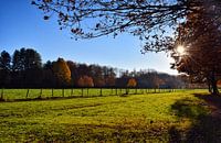 Automne dans les champs
