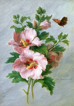 Cornelis van Spaendonck, Hibiscus contre un rebord de marbre