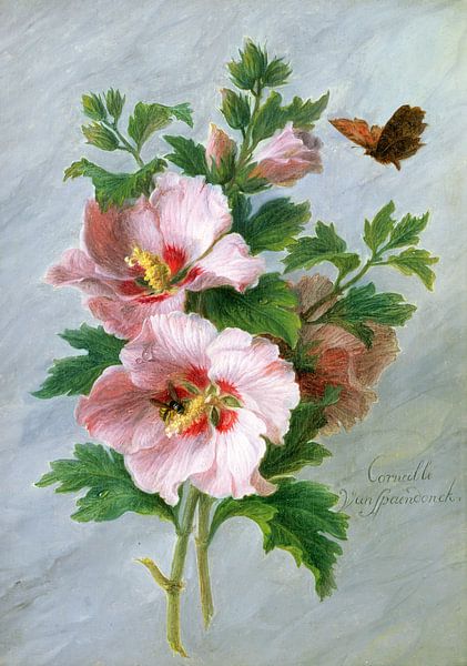Cornelis van Spaendonck,Hibiscus tegen een marmeren ledge van finemasterpiece