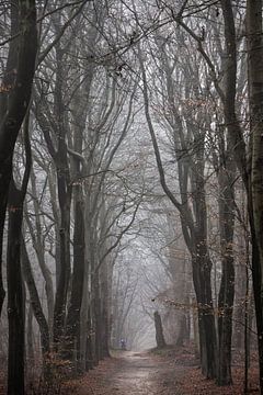 Nebliger Morgen im Wald auf dem Amerongseberg! von Peter Haastrecht, van