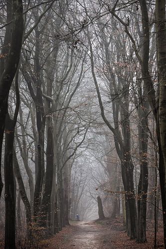 Mistige ochtend in het bos op de Amerongseberg!