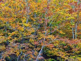 Autumn beaches by Rick Kloekke
