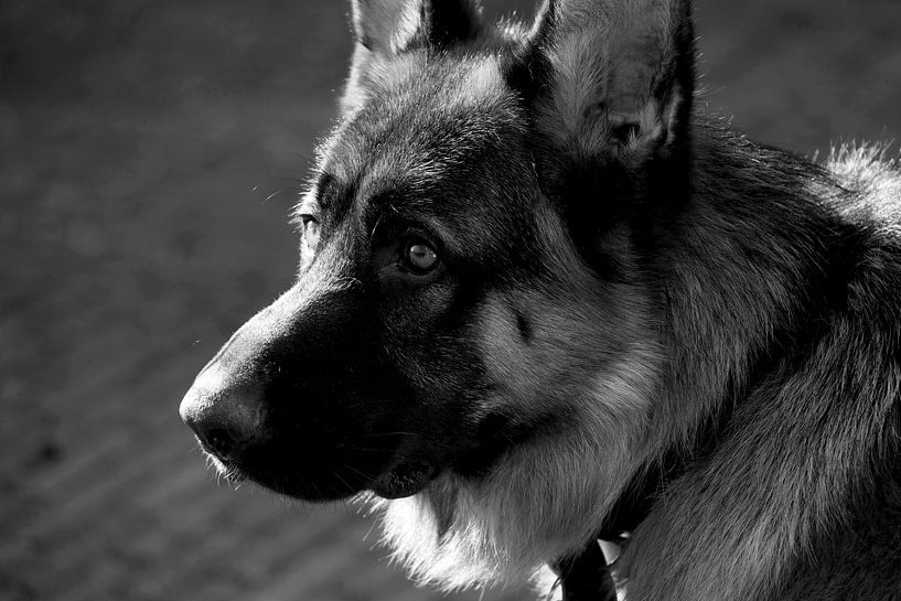 Deutscher Schäferhund, wachsam, schwarz-weißes Bild von foto by rob spruit