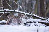 Lynx 1