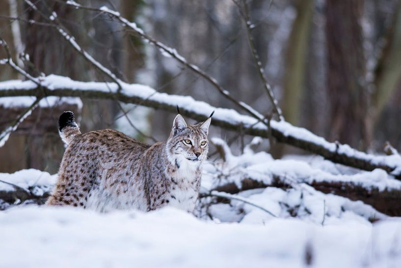 Lynx 1 par Wildpix imagery