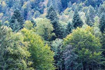 Bäume im Wald von Idema Media