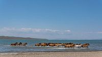 Paarden in het water van Daan Kloeg thumbnail