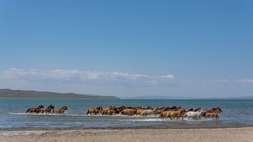 Paarden in het water van Daan Kloeg