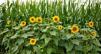 Feld mit Sonnenblumen im September in der Natur in den Niederlanden von ChrisWillemsen Miniaturansicht