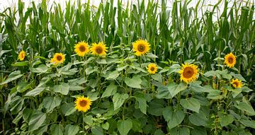 veld met zonnebloemen in september in de natuur in nederland