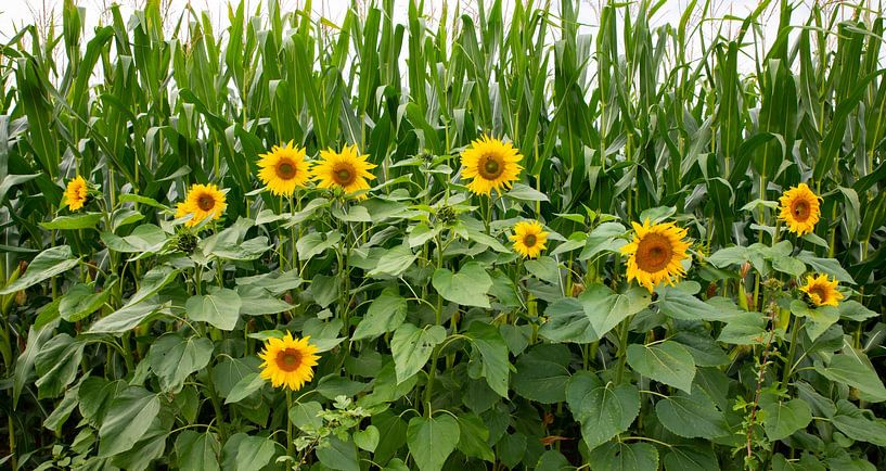 Feld mit Sonnenblumen im September in der Natur in den Niederlanden von ChrisWillemsen