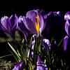 Crocus au soleil 5 sur Plinck Fotografie