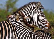 Liebevolle Zebras - Afrika wildlife von W. Woyke Miniaturansicht