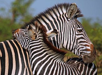 Loving Zebras - Africa wildlife by W. Woyke