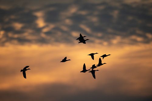 Ansicht aus der Vogelperspektive