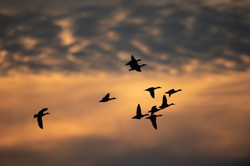Bird's eye view by Wim de Meester