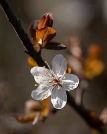 Blüte von Photoartbyantoinnet