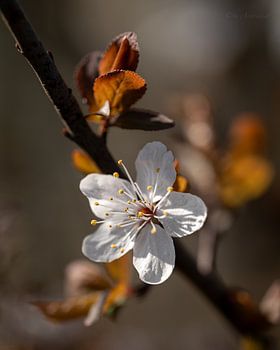 Blossom