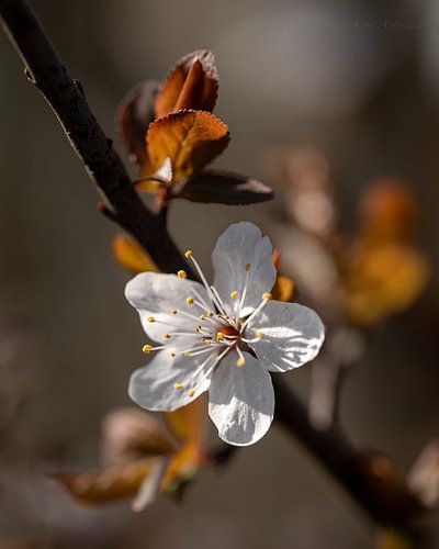 Blüte