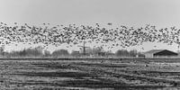 Canadese ganzen in de Donkse Laagten Alblasserwaard von noeky1980 photography Miniaturansicht