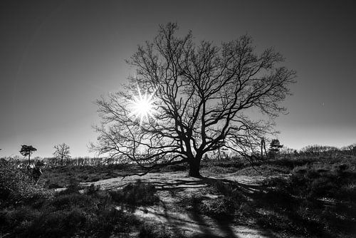 Boom met tegenlicht op de Veluwse heide in Nederland, fotoprint