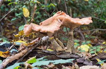 fungus in forest by ChrisWillemsen