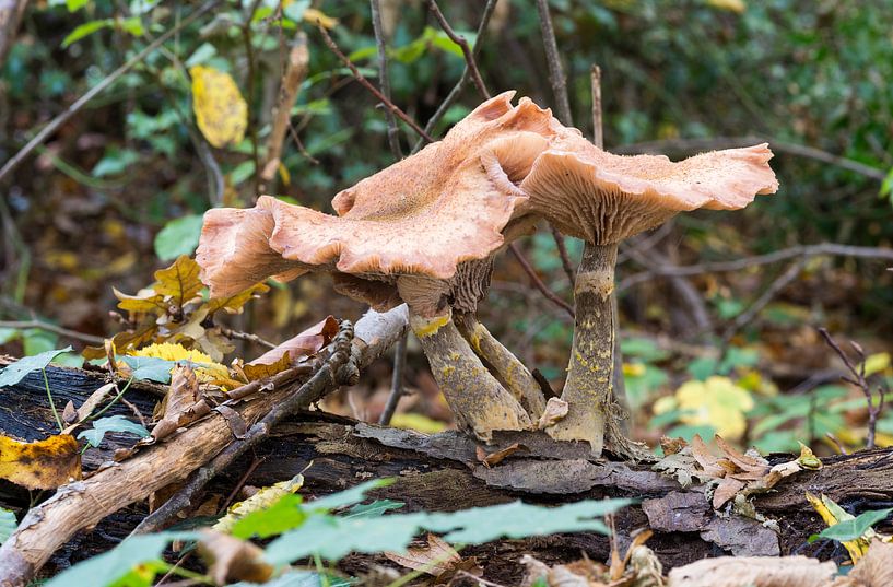 fungus in forest von ChrisWillemsen
