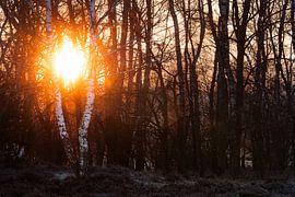 Sonnenaufgang durch die Bäume