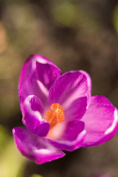 paarse lentebloem | bloemenkunst |   macrofoto van krokus, oranje meeldraden in een bloem | fine art van Karijn | Fine art Natuur en Reis Fotografie