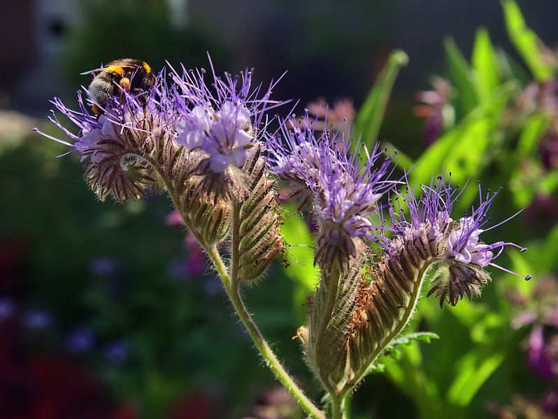 Phacelia 5 van Edgar Schermaul