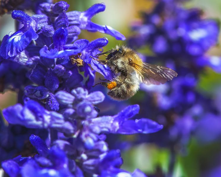 Marque d'un bourdon des champs tacheté sur une fleur de sauge bleue par ManfredFotos