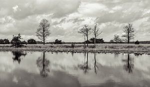 Kampina in Sepia