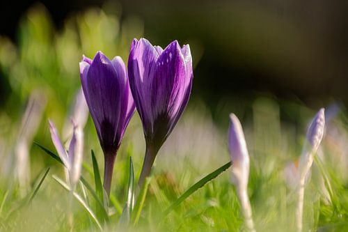 De schoonheid van de bonte krokus
