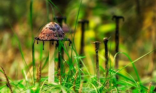 PILZ van Jürgen Schneider