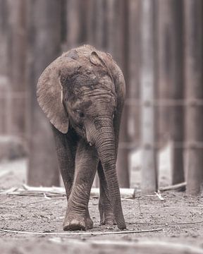 Baby-Elefant von Maurice Cobben