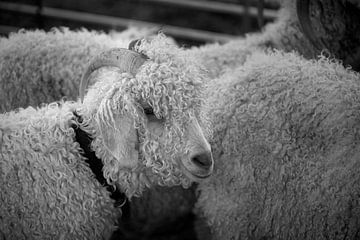 Sheep by Bo Scheeringa Photography