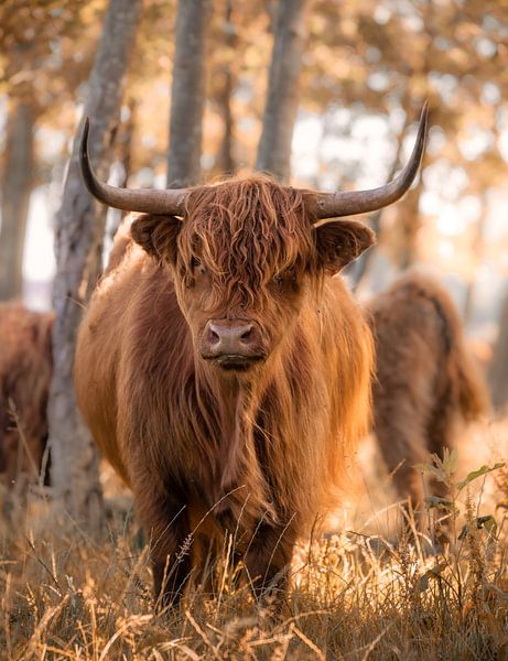 Scottish Highlander by Karel Ton