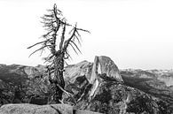 Yosemite National Park in black and white by Jack Swinkels thumbnail