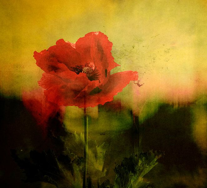 Poppy in landscape by Marijke van Loon